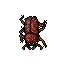 Common Beetle