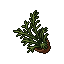 Ficus Benjamina