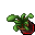 Flower Pot (Finger Snapper, Growing Dry)