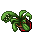Flower Pot (Finger Snapper, Grown Dry)