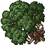 Sycamore Tree