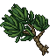 Vanduran Tuft Palm