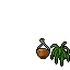 Wall Fern