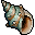 Conch Shell