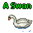 A Swan