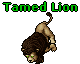 Tamed Lion